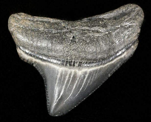Serrated Chubutensis Tooth - Megalodon Ancestor #46146